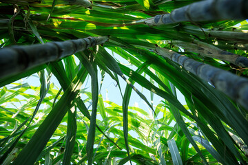 Fototapeta premium Sugarcane plants growing at field