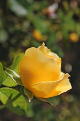 yellow rose in garden