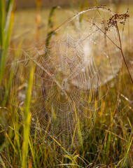 Spinne Spinnennetz 