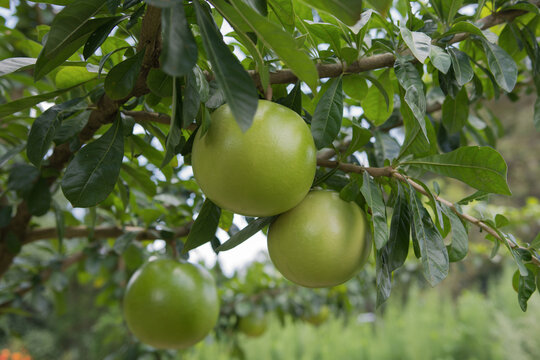 Aegle Marmelos fruit hanging on a tree with a green leaves background.