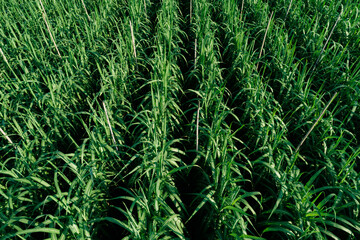 Aerial view of sugarcane plants growing at field