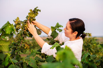 Female farmer entrepreneur using a digital tablet and smartphone to inspecting hazelnut orchard...