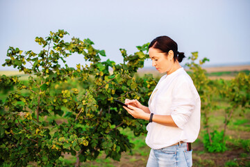 Female farmer entrepreneur using a digital tablet and smartphone to inspecting hazelnut orchard...
