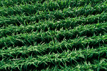 Aerial view of sugarcane plants growing at field