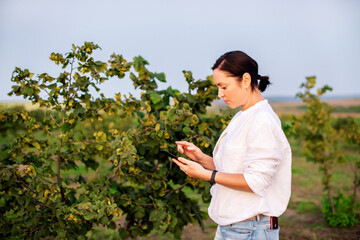 Female farmer entrepreneur using a digital tablet and smartphone to inspecting hazelnut orchard farm. Quality control, examining hazelnut tree plant for agriculture crop or food production industry