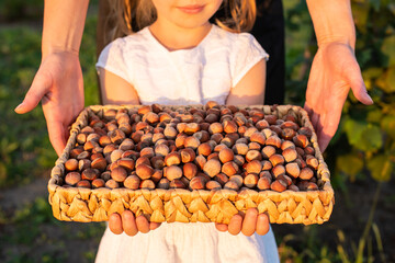 Little girl holding raw hazelnuts no shell hail fresh in a hazelnut orchard. Organic hazelnuts....