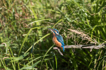 Common Kingfisher Alcedo atthis hunting by the river, beautiful colorful bird sitting on the branch and hunting fish, catching fish