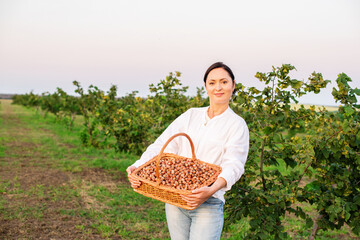 Woman farmer entrepreneur holding raw hazelnuts no shell hail fresh, hazelnut orchard. Harvesting...