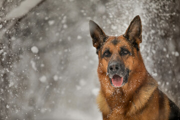 german shephard pose on snow