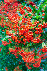 Fototapeta premium Pyracantha ou 