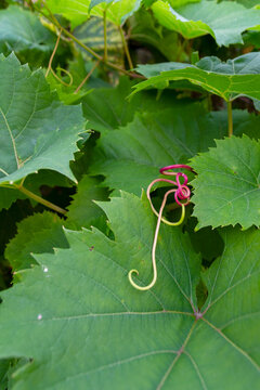 Jolie vrille rose de vigne en clef de sol