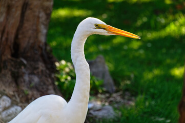 A white heron or kotuku is walking around looking for food. It's beak is backlit by the sun.