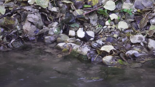 Dipper on bank of mountain stream cleans its plumage. Feathers should lie tightly since bird lives in water practically. Caucasian Dipper (Cinclus cinclus caucasicus), Elbrus Region