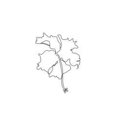 Continuous line drawing of flower, object one line, single line art, vector illustration