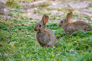 Naklejka na ściany i meble pair of young rabbit kittens out in the meadow
