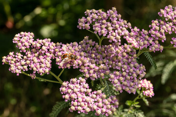 Rosa Schafgarbe mit Insekt © Annibell82