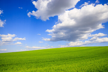 Spring landscape with wheat field and clouds. Romania.