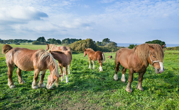 cheval de trait