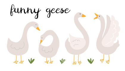 Cute and funny geese isolated on white background, isolated on white background