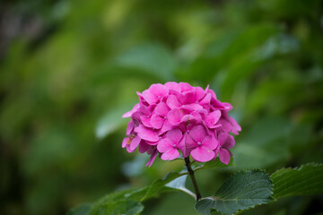 Closeup of pink hortensia a public garden