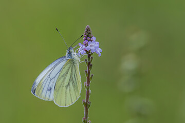 butterfly on a flower