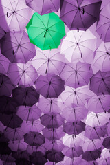Background of purple umbrellas with one standing out in green. The different one from the crowd