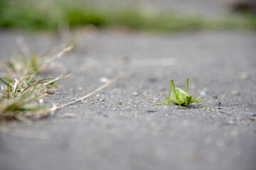 A green locust on an asphalt road.