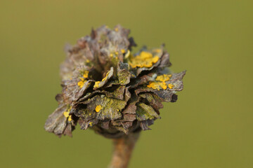 Closeup an infected Salix  by Willow Rose Gall midge - obrazy, fototapety, plakaty