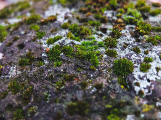 moss on stone