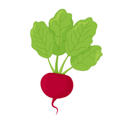 Beet isolated on white background. Eco food. Vector illustration vegetable in cartoon style