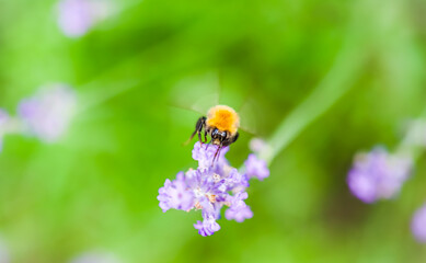 Working bee on lavender flower in summer garden. Natural green background