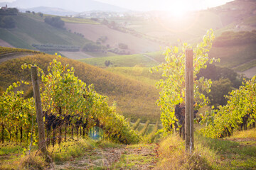 Fototapeta na wymiar Vineyard on hils in countryside, agricultural landscape