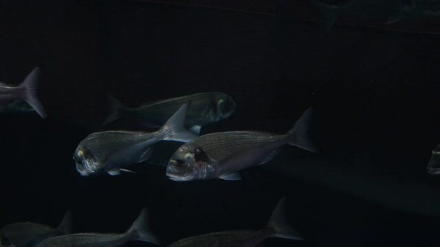 Gilt-head bream in a aquarium, Sparus aurata