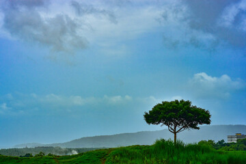 Obraz premium tree in the field