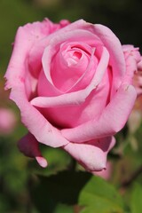 pink rose close up