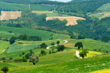 Naklejka premium Vineyards at May in Piedmont, near Brignano and Serra del Monte