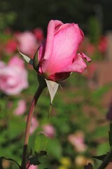 pink rose in garden