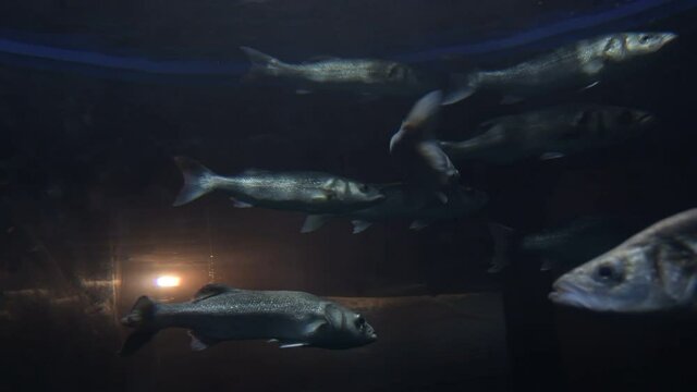 Seabass, European Bass or Sea Bass swimming in a aquarium. Dicentrarchus Labrax