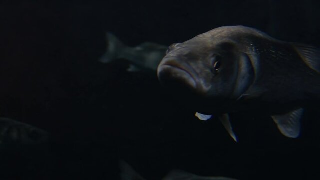 European Bass in a Aquarium. Dicentrarchus Labrax