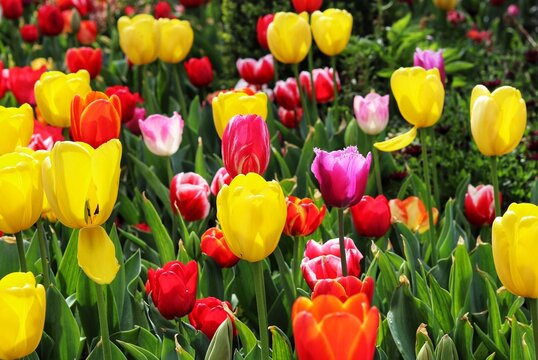 Tulip garden, natural flowers photography