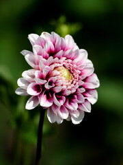 pink dahlia flower