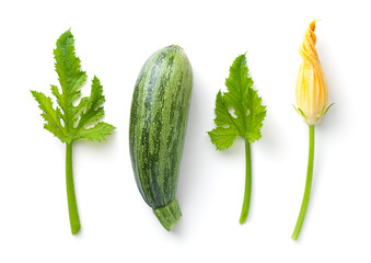 Young Zucchini With Leaves And Flower Isolated