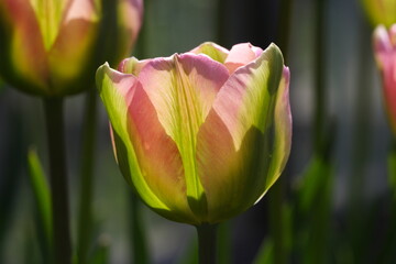 tulip in the garden