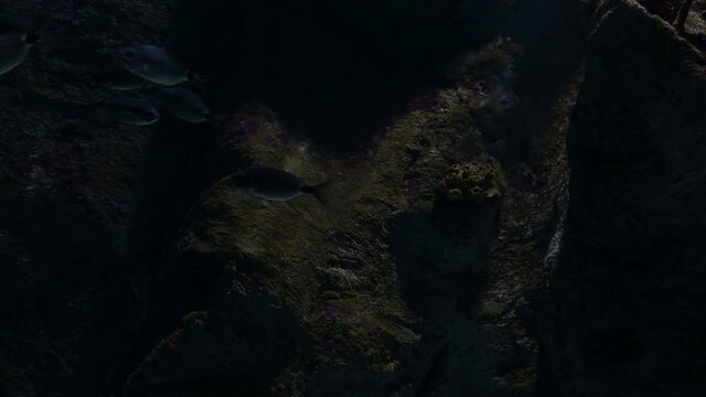 Fishes swimming in a aquarium. Common Pandora