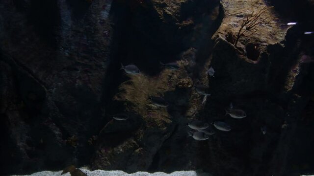 Fishes swimming and moving in a aquarium. Common Pandora. Pagellus erythrinus