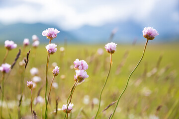 Fototapeta premium Wild flowers in a beautiful summer meadow