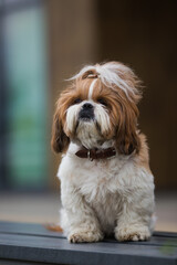 Shih tzu dog alone sits on a bench on a city street