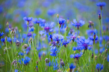 Blue cornflowers and other wild flowers in a beautiful summer meadow