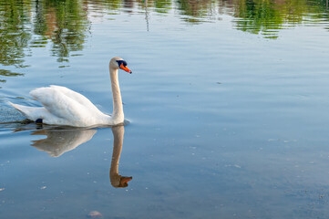 Swan On a river in Serbia. A close up of a Swan in river