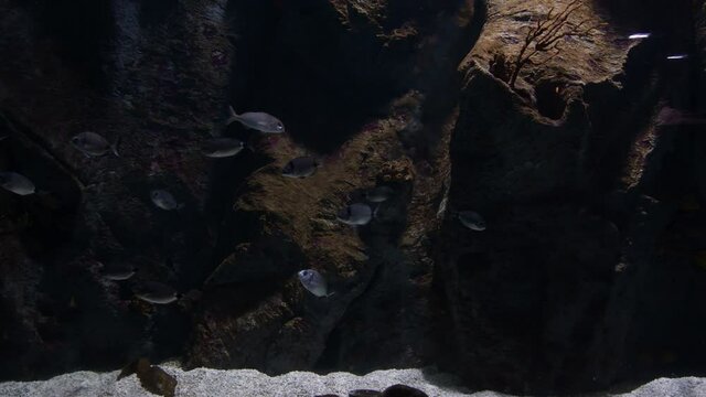 Fishes in a aquarium. Common Pandora. Pagellus erythrinus